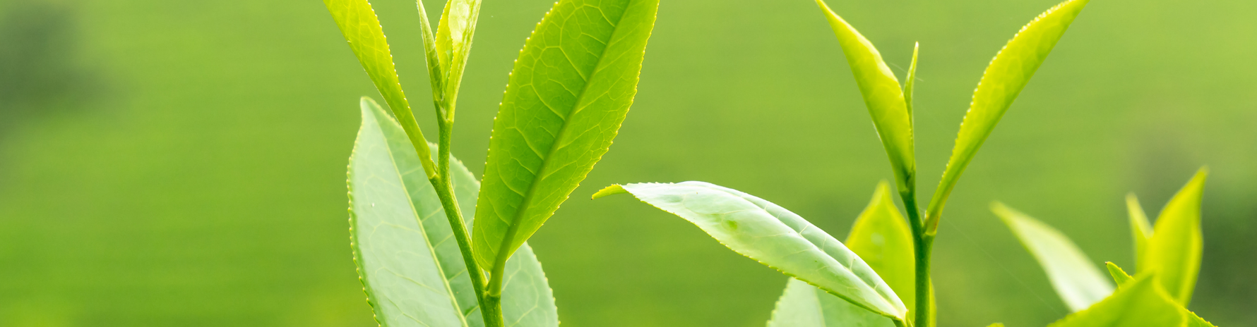 L-theanine: Natuurlijk supplement voor rust én focus